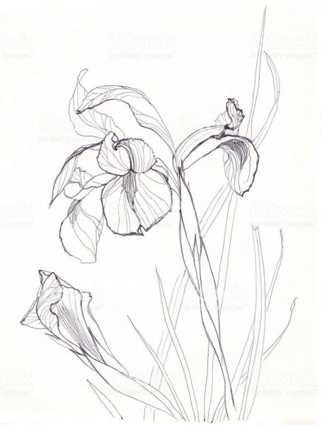Ирис набросок