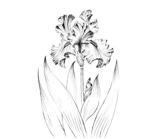 Ирис Ботаническая иллюстрация