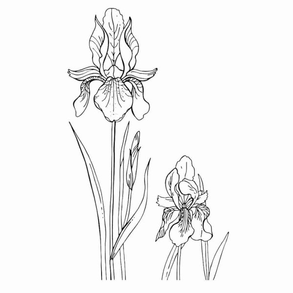 Ирис Касатик Сибирский