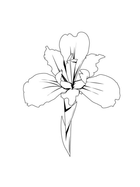 Схематичное изображение цветов