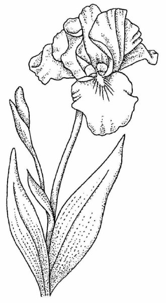 Касатик Сибирский (Ирис) раскраска