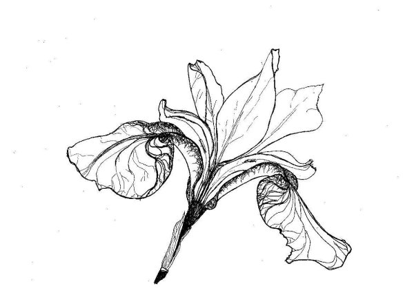 Стилизация ирисов