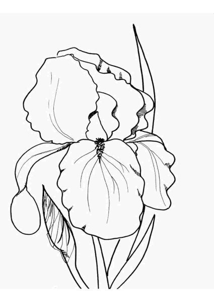 Раскраска Ирис цветок