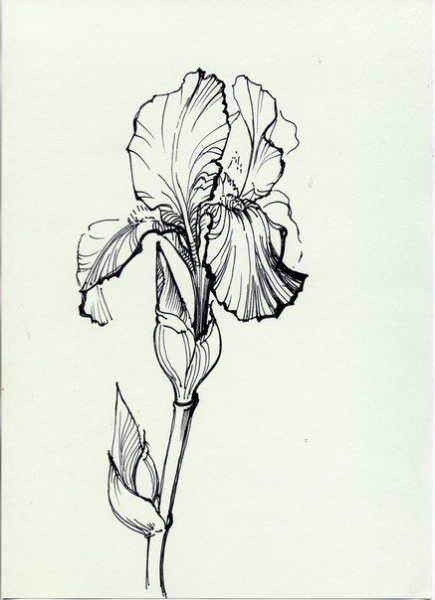 Ботанические зарисовки Ирис