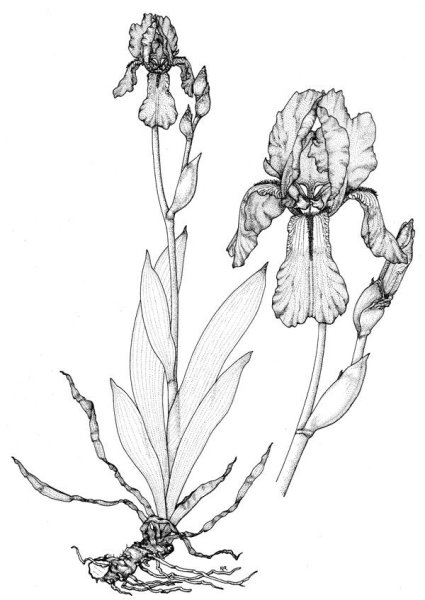 Ирис Касатик Сибирский