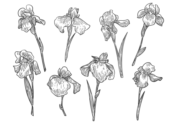 Цветы рисунок