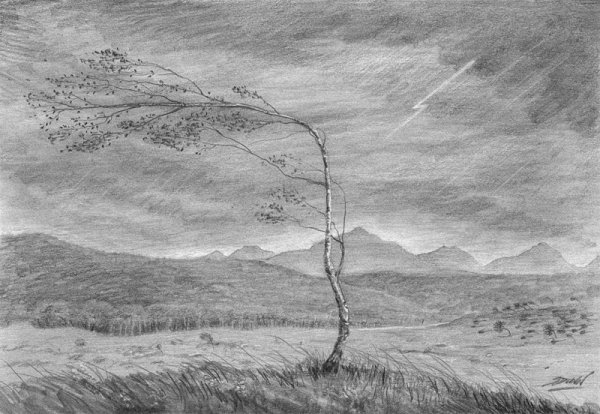 Дерево на ветру раскраска