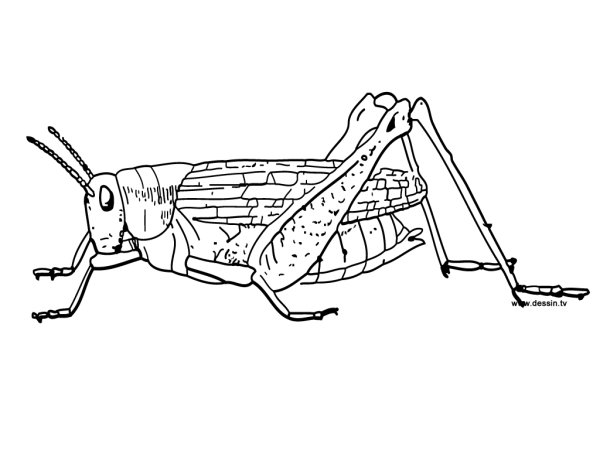 Кузнечик раскраска для детей