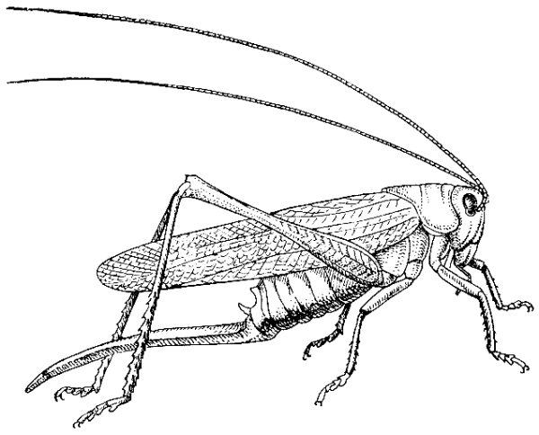 Кузнечик чб