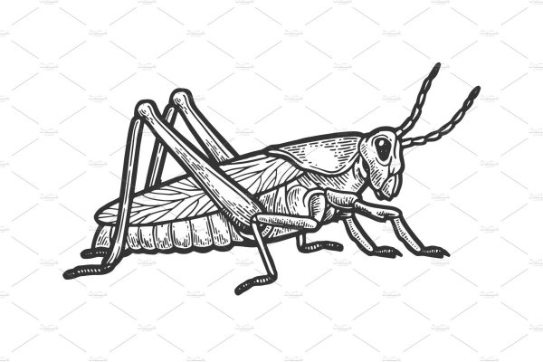 Саранча биология