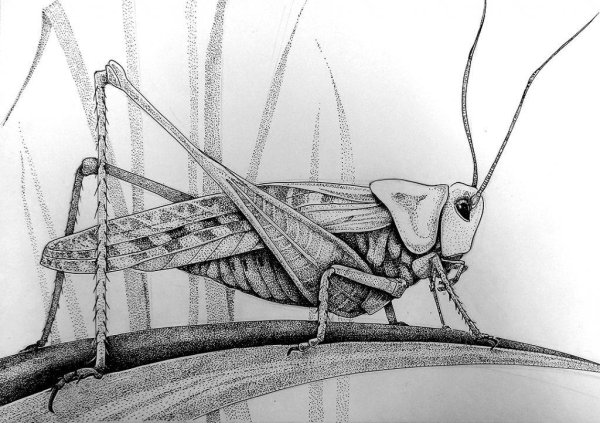 Кузнечик чб для детей