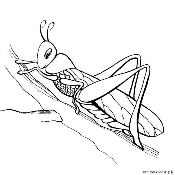 Раскраска кузнечик для детей 3-4 лет