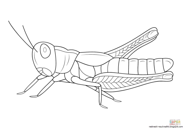 Кузнечик раскраска цветная