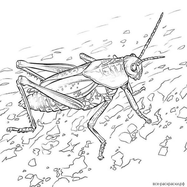 Кузнечик раскраска для детей 2-3 лет