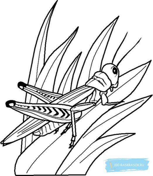 Раскраска гусеница и кузнечик
