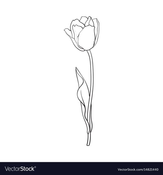 Схематично черно-белый тюльпан