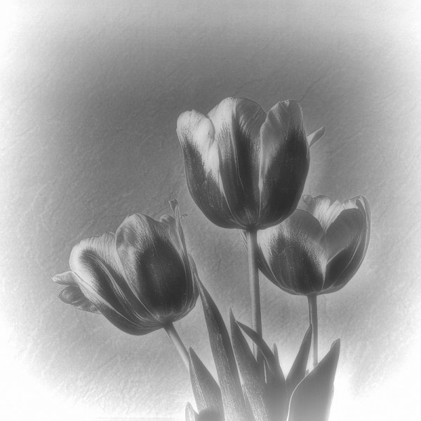 Тюльпан черно белый