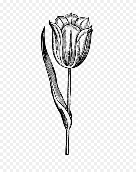 Тюльпан черно белый