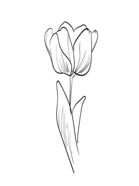 Тюльпан эскиз