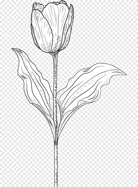 Тюльпаны Графика