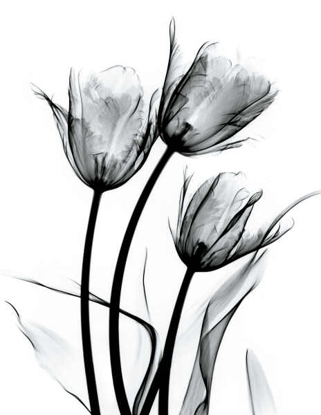 Albert Koetsier рентген цветов