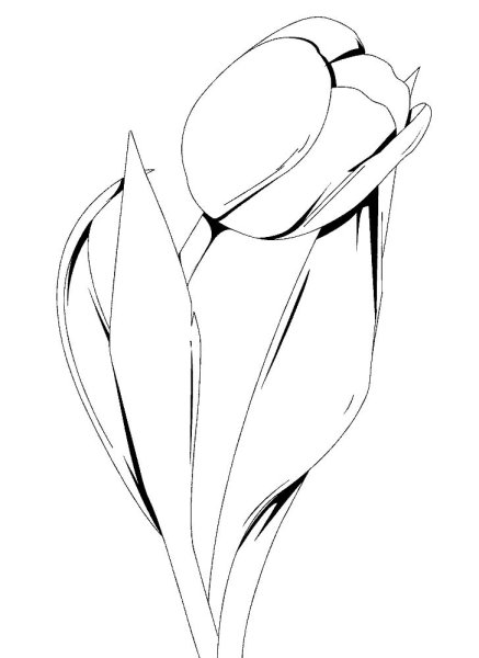 Тюльпаны карандашом