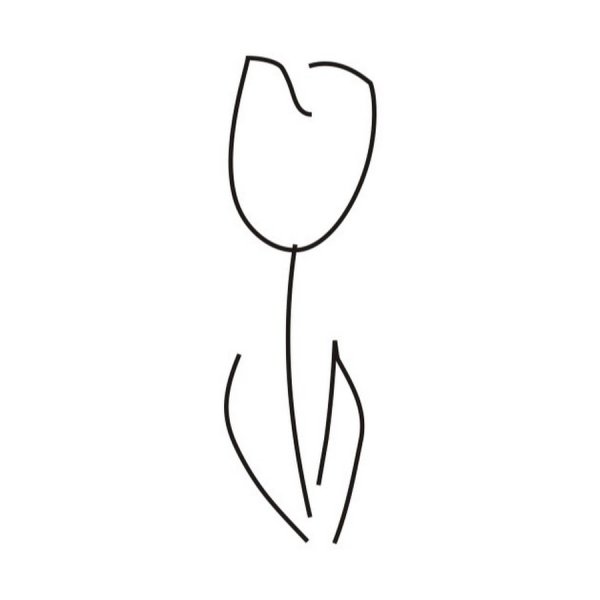 Тюльпан схематичное изображение