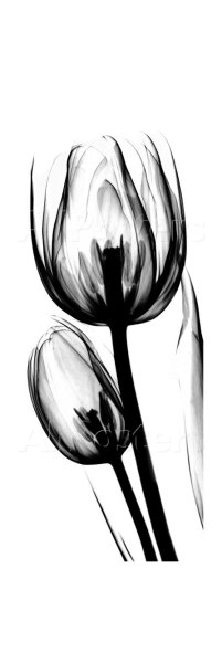 Тату тюльпан черно белый