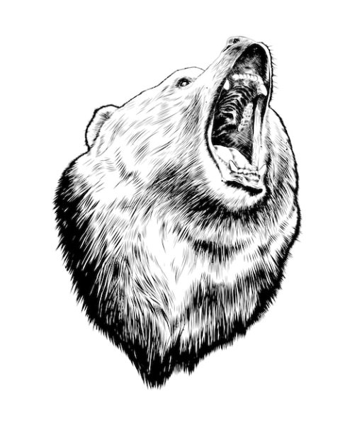 Голова медведя эскиз