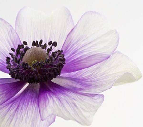 Бело фиолетовые цветы