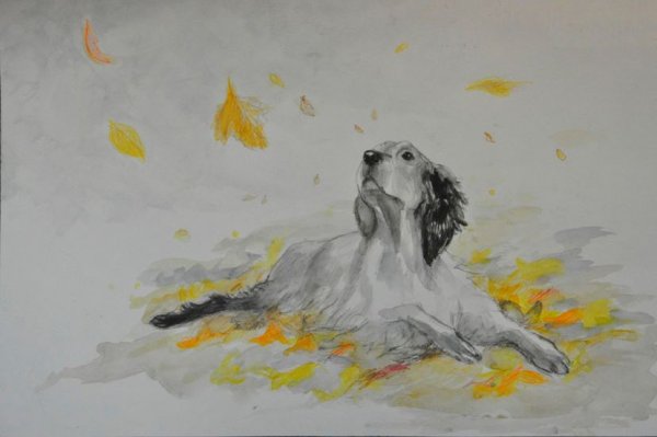 Белый Бим черное ухо иллюстрации