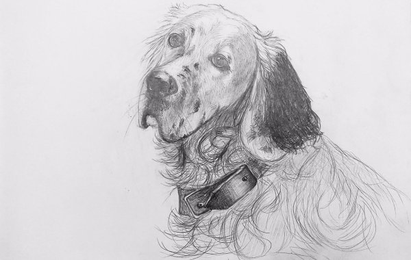 Белый Бим черное ухо