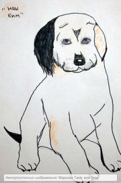 Сеттер белый Бим черное ухо