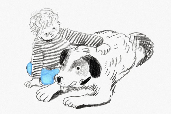 Сеттер-Гордон белый Бим черное ухо