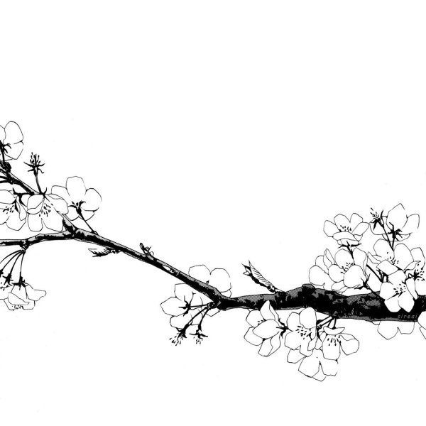 Ветка Сакуры сбоку листа