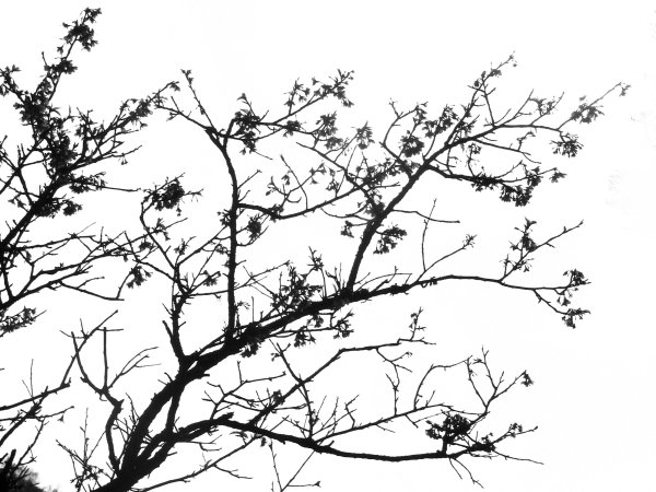 Ветки деревьев черно белые