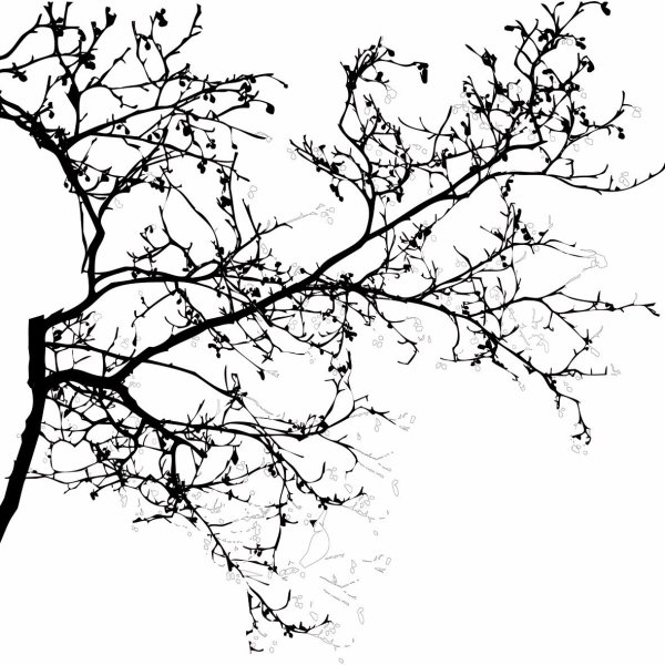 Ветвь черно белая