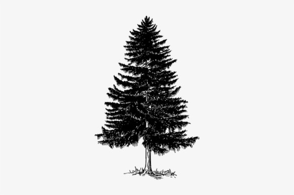 Ель карандашом