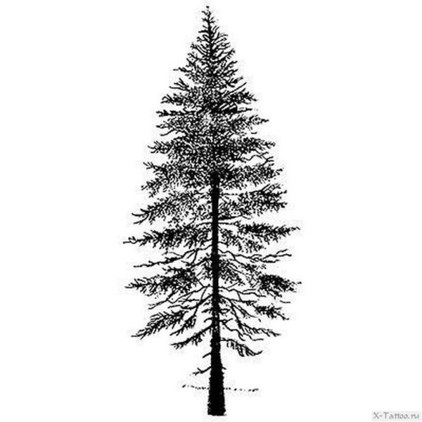 Ель Графика