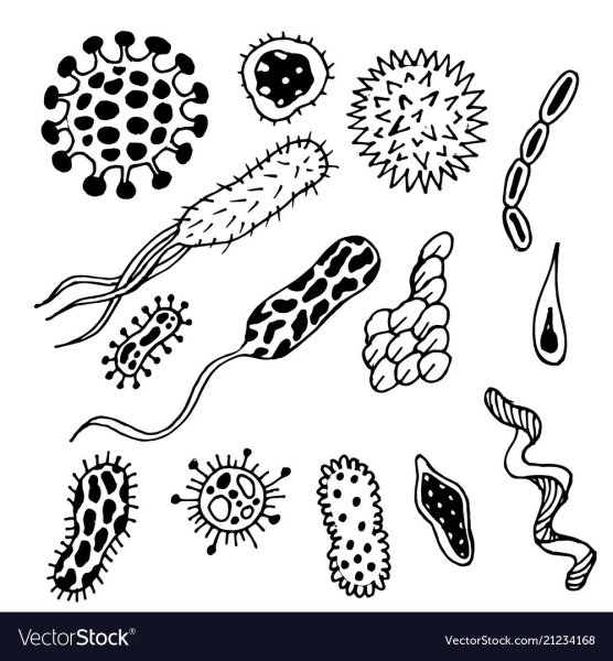 Белая бактерия