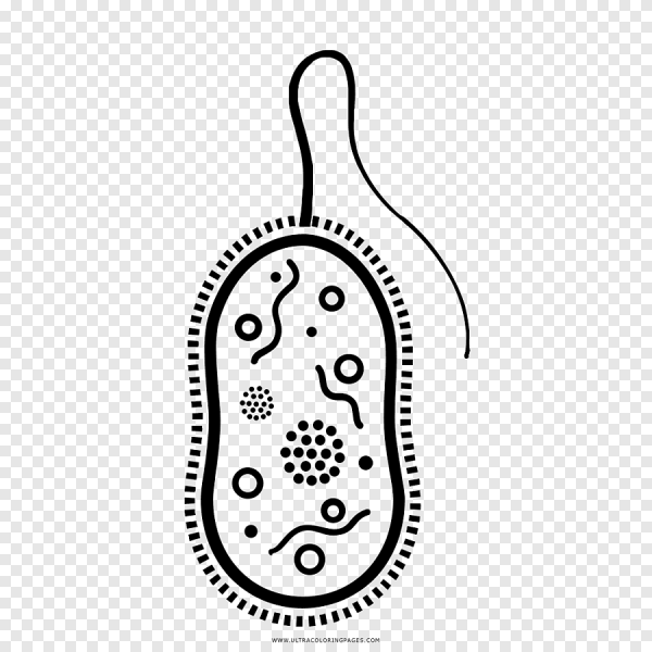 Бактерии карандашом