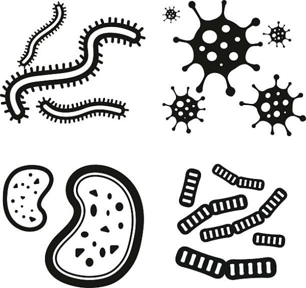 Бактерии чб