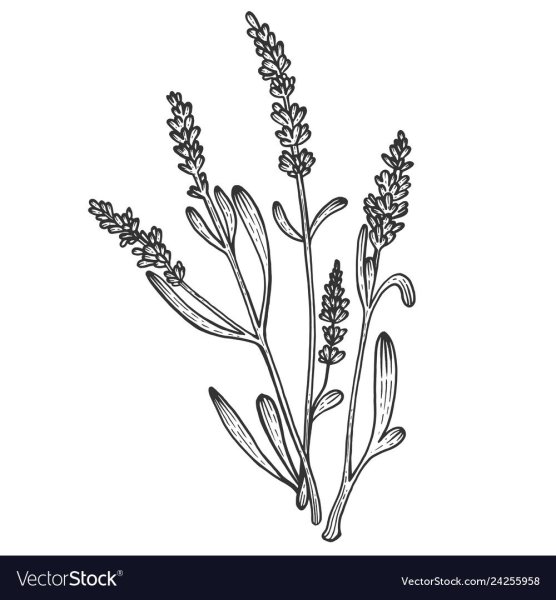 Цветок Лаванда контур