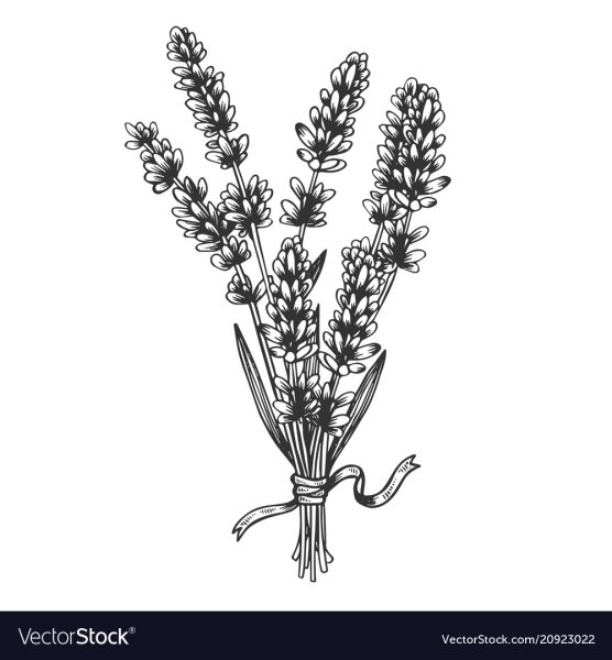 Лаванда вектор черно белый