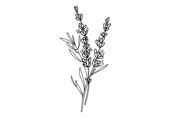 Ветка лаванды тату эскиз
