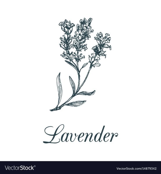 Лаванда силуэт