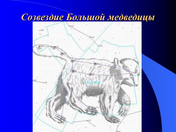 Атлас Гевелия малая Медведица