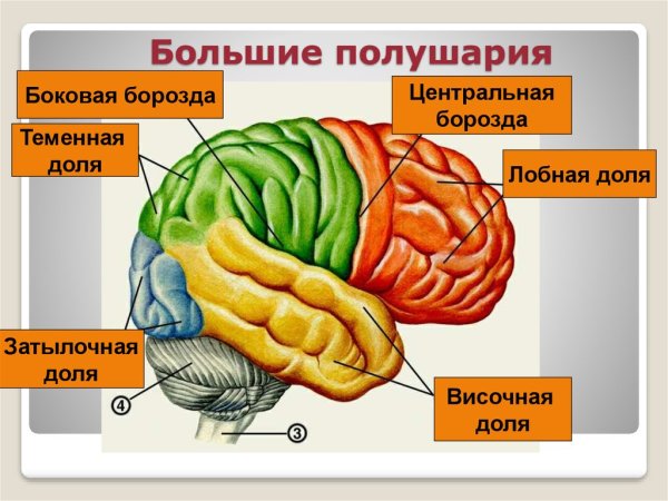 Конечный мозг анатомия строение