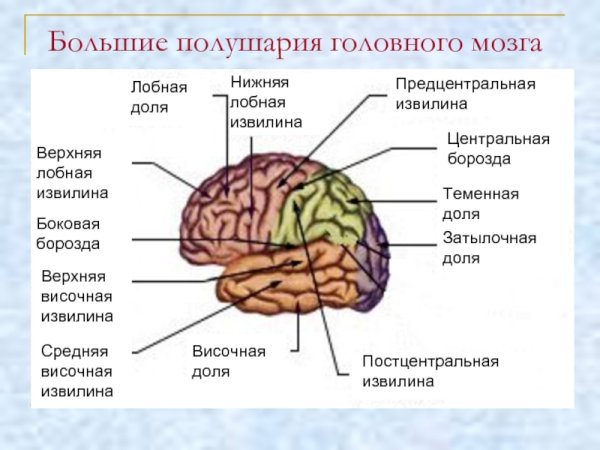 Доли борозды и извилины коры головного мозга