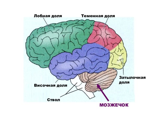 Лобная доля затылочная доля